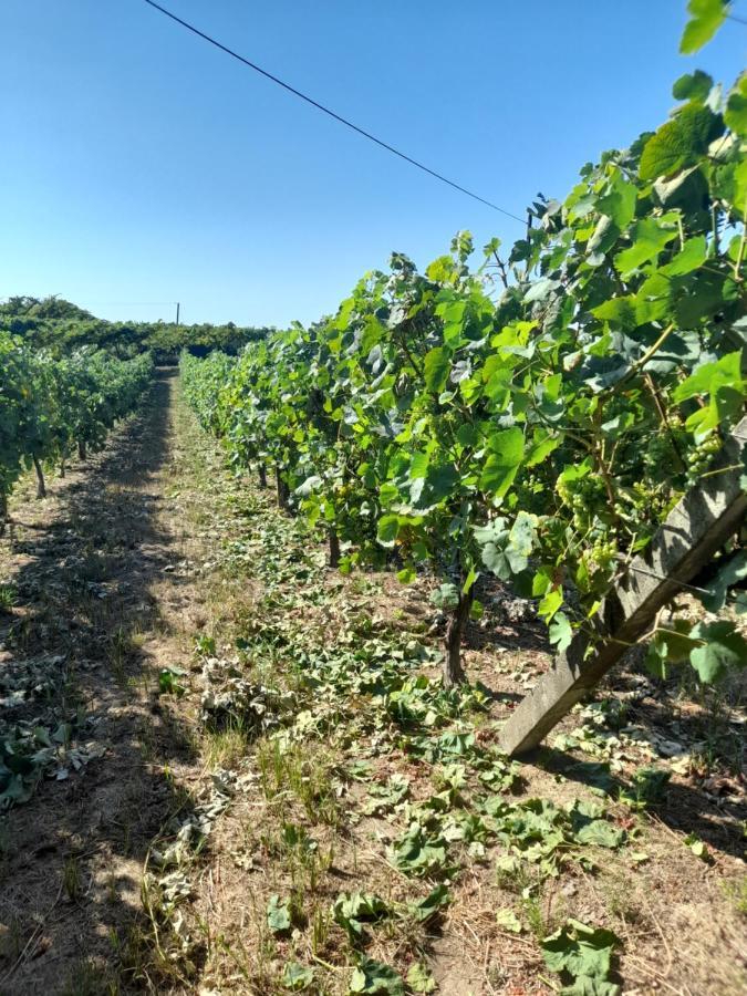 Villa Quinta Do Silva Celorico De Basto Esterno foto